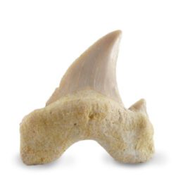 Small Shark Tooth