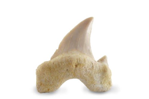Small Shark Tooth