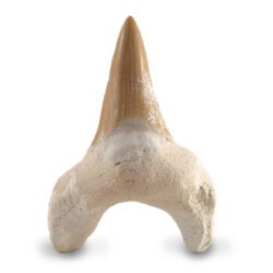 Large Shark Tooth