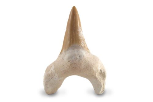 Large Shark Tooth