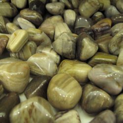 Απολιθωμένο Ξύλο βότσαλο