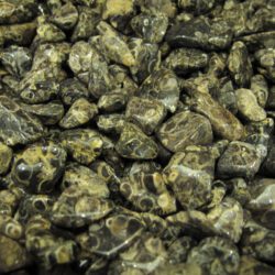 Turitela fossils tumbled