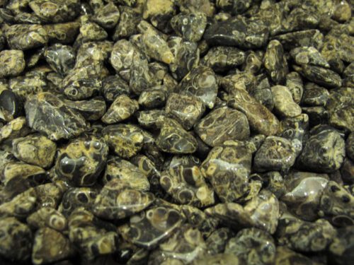 Turitela fossils tumbled