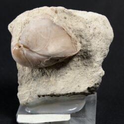 Milos Branchiopod 1