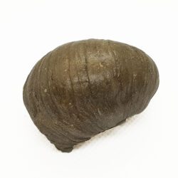 Griffaia