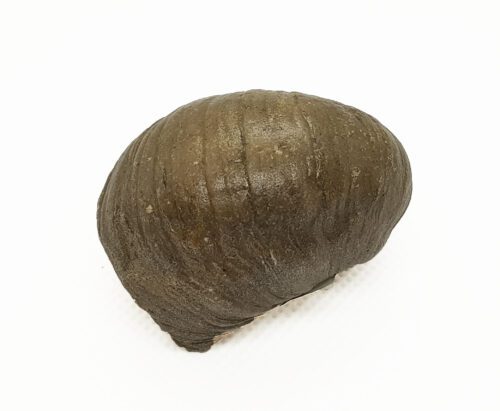 Griffaia
