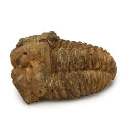 Trilobite Calymene