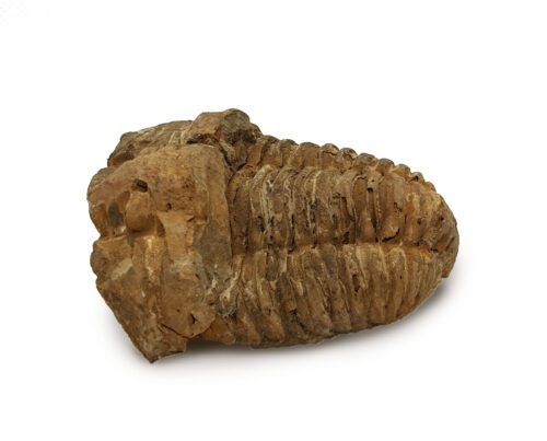 Trilobite Calymene