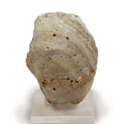 Pycnodonta