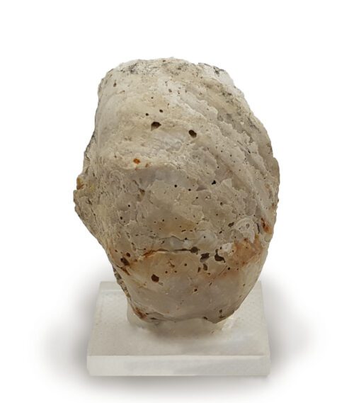 Pycnodonta