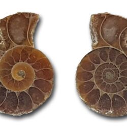 Pair of small polished ammonites 1