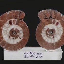 Ammonites pair Greece
