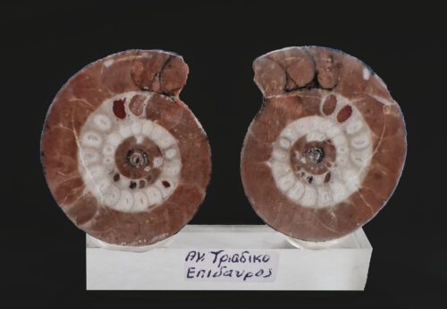 Ammonites pair Greece