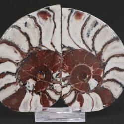 Ammonites pair from Epidaurus