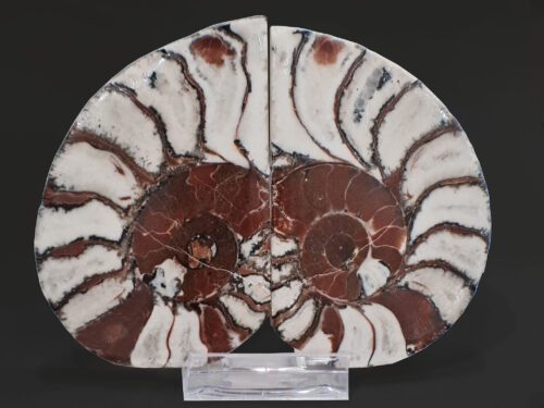 Ammonites pair from Epidaurus