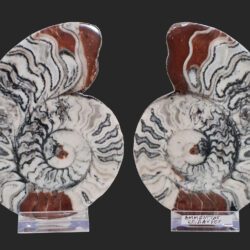 Ammonites pair Epidaurus Greece