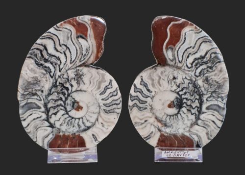 Ammonites pair Epidaurus Greece