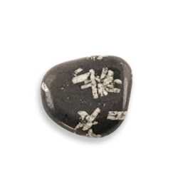 Chrysanthemum tumbled stone 1