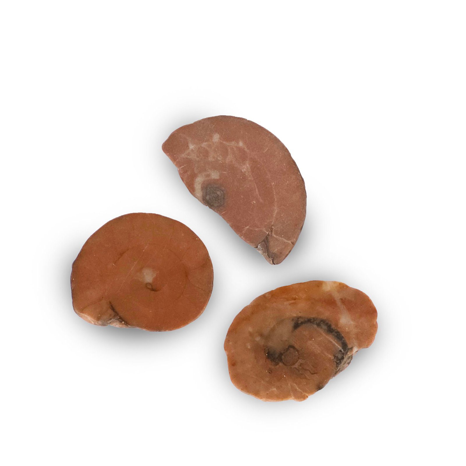 Ammonite epidaurus small piece 1