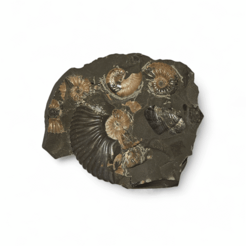 Raw ammonite cluster